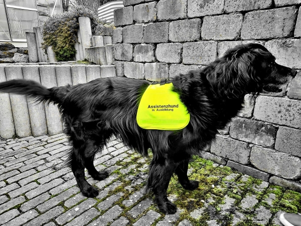 2-ZEILIGE BESTICKUNG für Kenndecken, NUR AUFSCHRIFT, individuelle Beschriftung für Hundewesten, 2-zeiliger Sondertext,